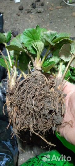 Рассада клубники