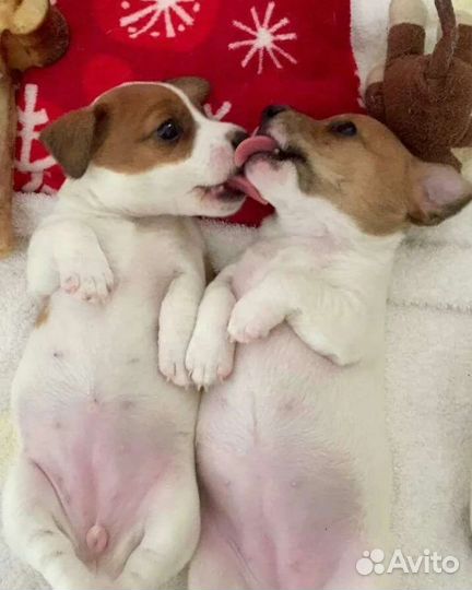 Щенки Джеки коротколапые, гладкошерстные