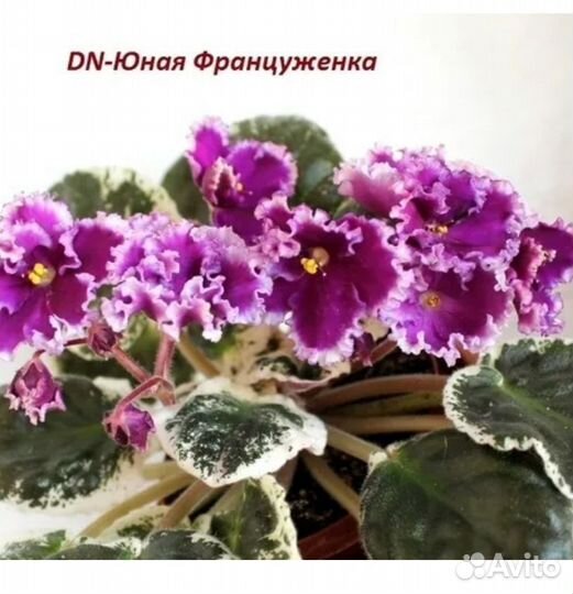 Фиалка детки