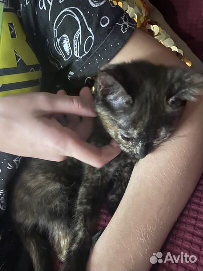 Черепаховая кошка