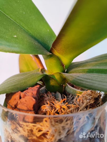 Орхидея фаленопсис green earth yo54