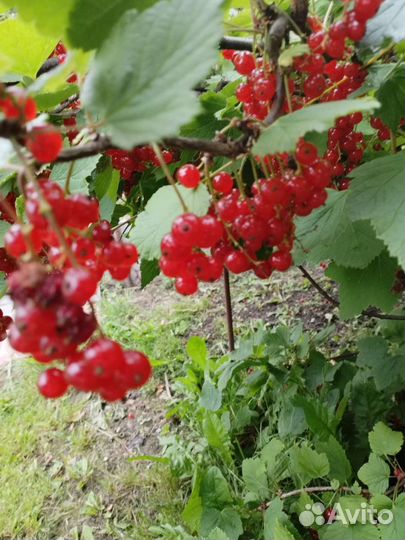 Черная смородина