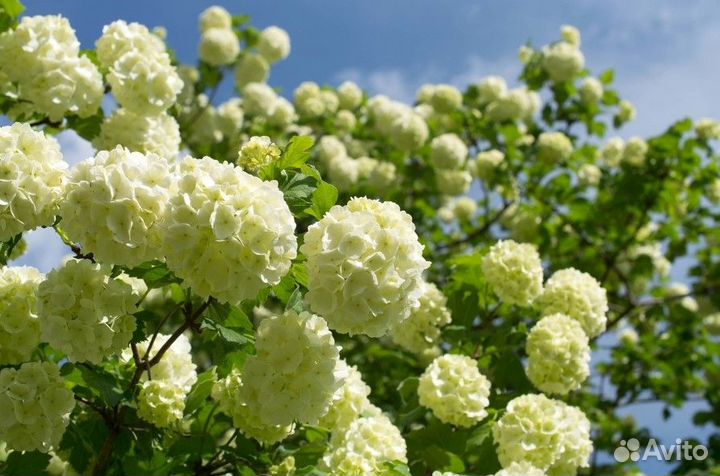 Калина Бульденеж