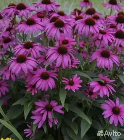 Гелихризум, ворсянка, эхинацея, астра семена