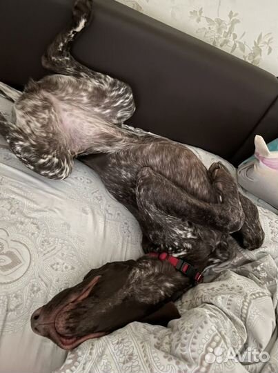 Передержка собак и кошек