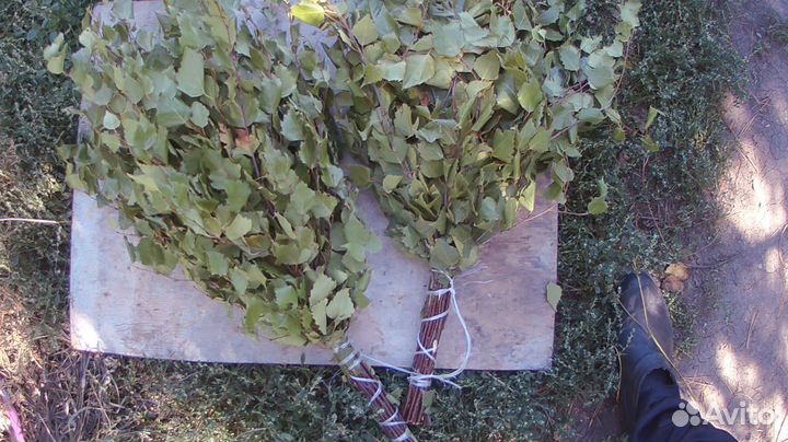 Веники для бани береза