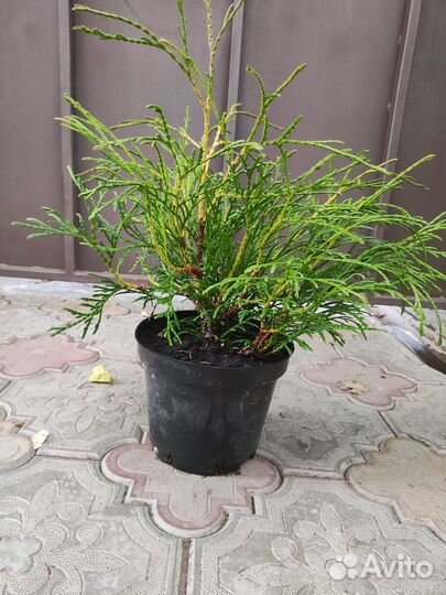 Можжевельник