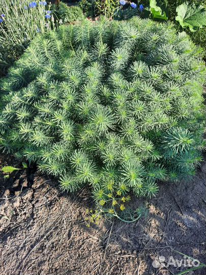 Молочай пушистик