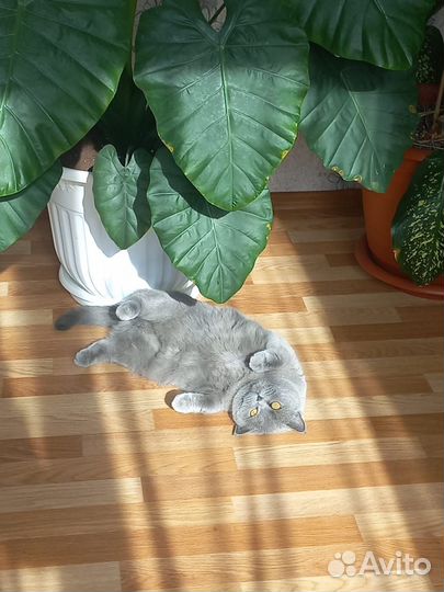 Кошки в добрые руки бесплатно