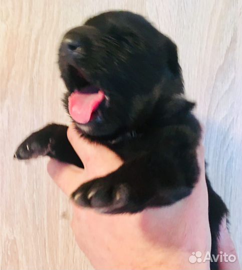 Щенки чёрной немецкой овчарки