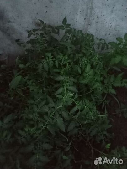 Рассада помидор