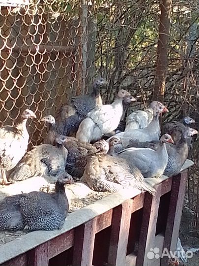 Декоративные кохинхин