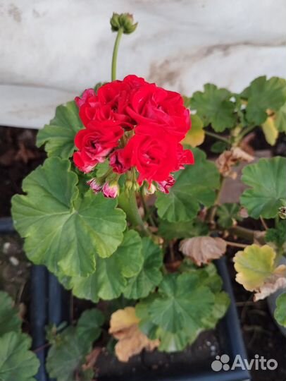 Пеларгония герань