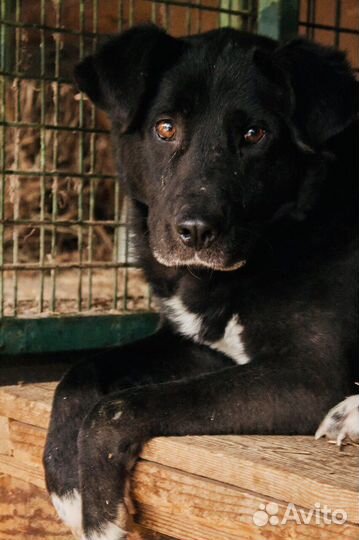 Собака ищет семью
