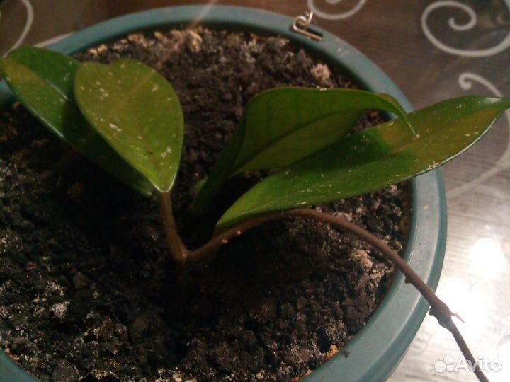 Хойя восковая