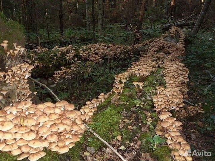 Опенок осенний Мицелий