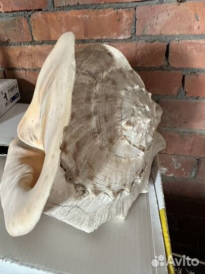 Ракушка большая 30,5см без дефектов