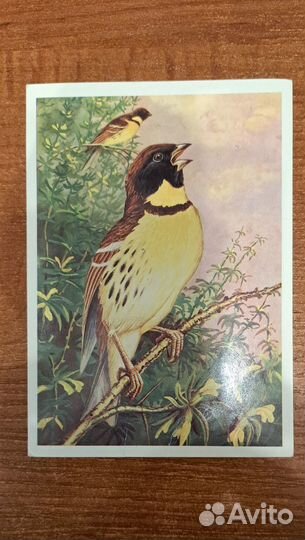 Открытки Животные СССР