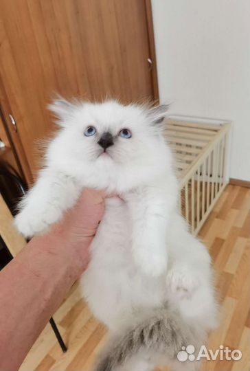 Котята Рэгдолл