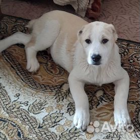 вторсырье-м.рф – Алабай - продажа щенков собак с фото и ценами