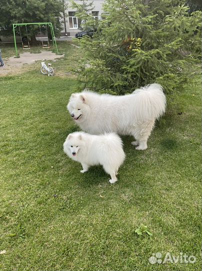 Японский шпиц вязка 13.02.2021(муж)