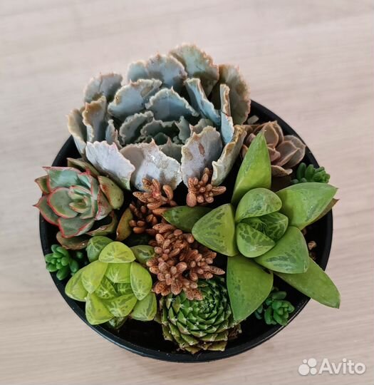 Суккуленты