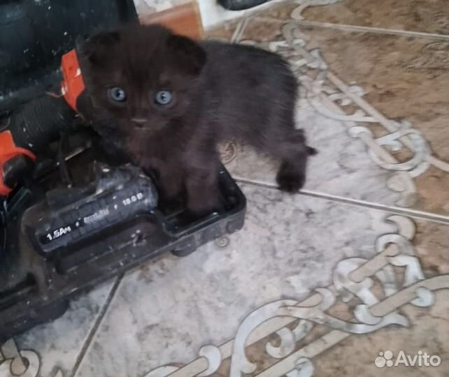 Котят в добрые руки