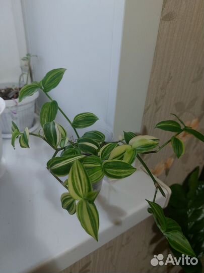 Традесканции