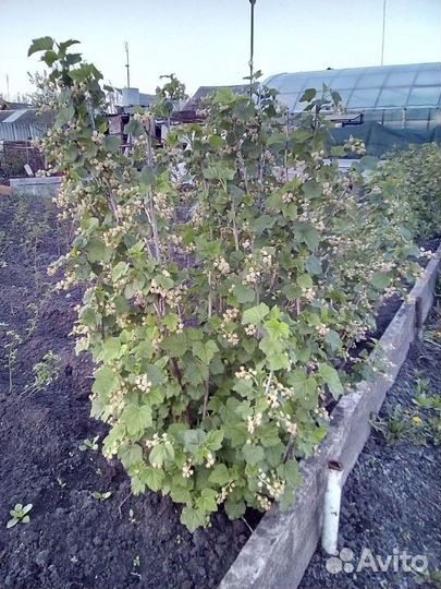 Ежевика,ежемалина, малина,крыжовник,смородина