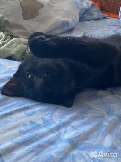 Котик в добрые руки