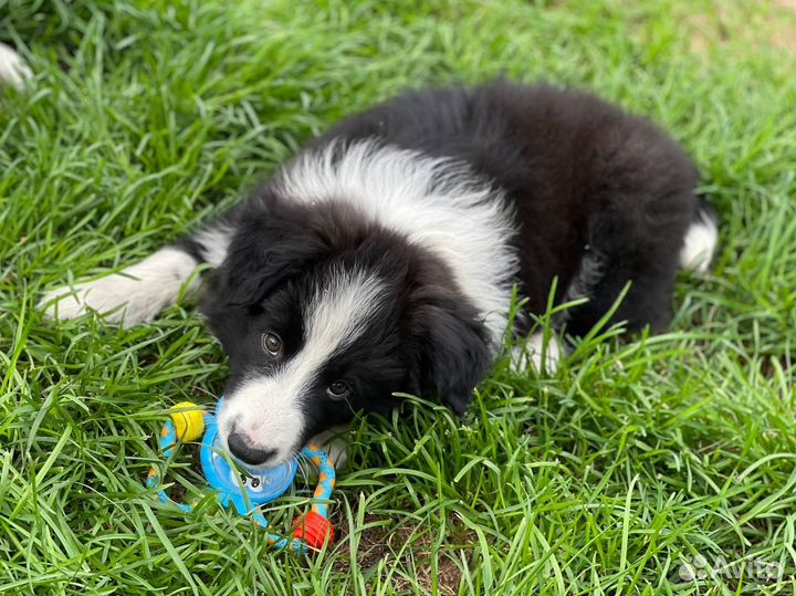 Бордер Колли, мальчик и другие щенки
