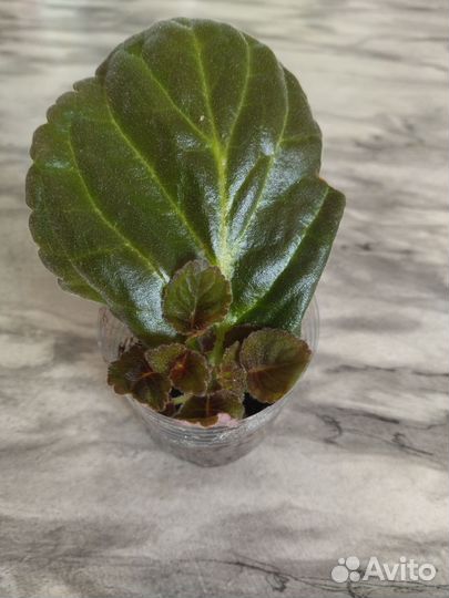 Комнатные растения цветы