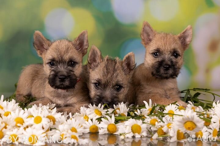 Керн терьер щенки