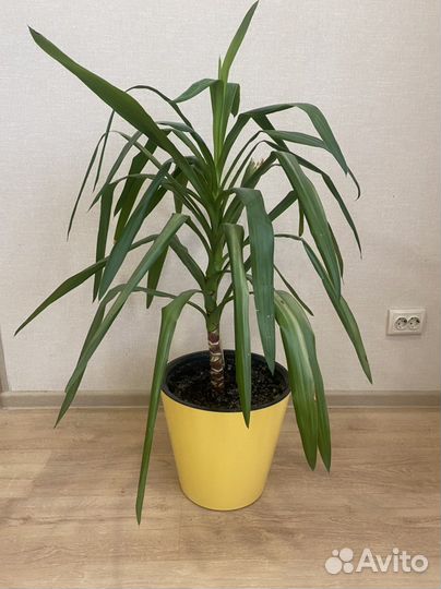 Пальма юкка