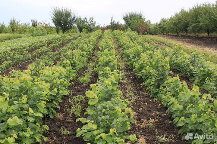 Саженцы ореха фундука