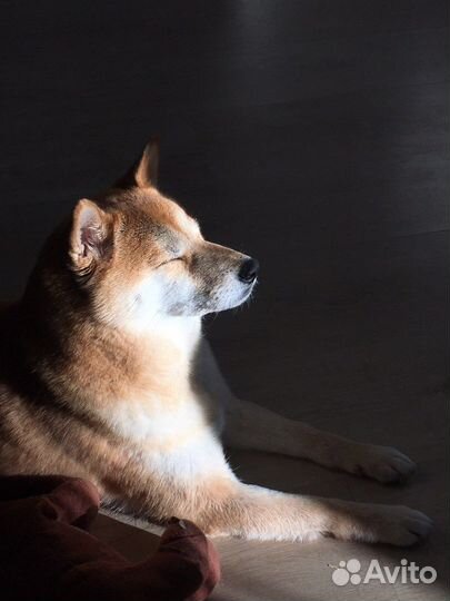 Собака сиба-ину для съемки/фотопрогулки
