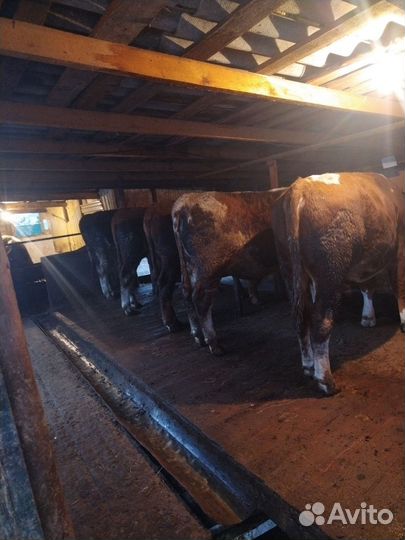 Продажа бычков