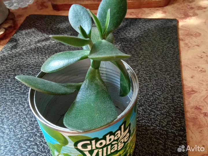 Толстянка (денежное дерево)