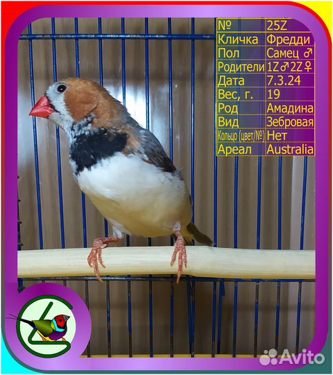 Амадина зебровая