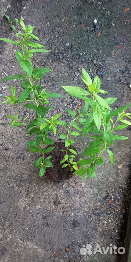 Спирея розовая