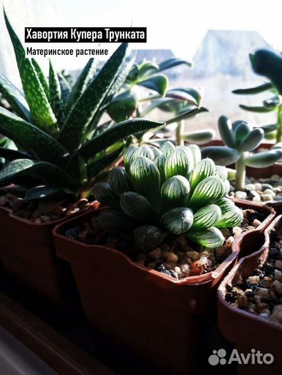 Суккуленты Хавортия