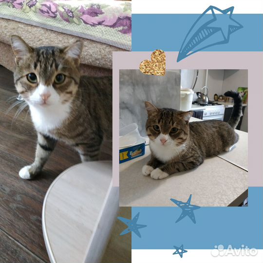 Милый котмк в добрые руки