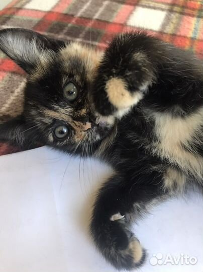 Кошки в добрые руки