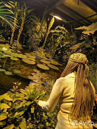 Комплект сенегальские косы, русый