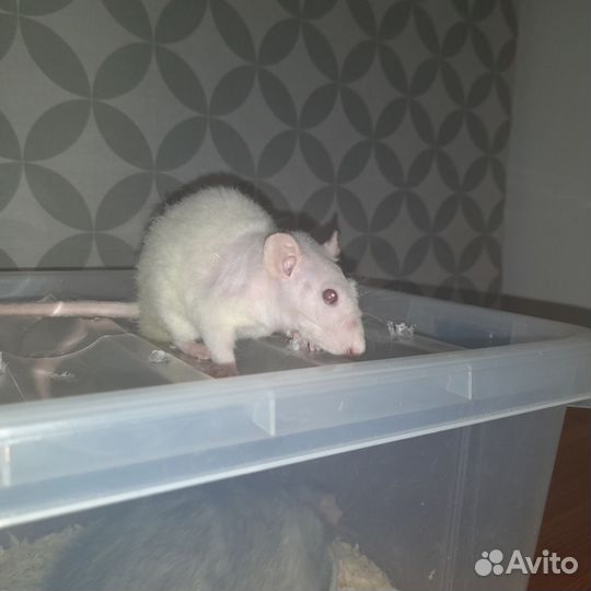 Крысы дамбо-рекс