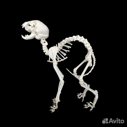 Скелет кота