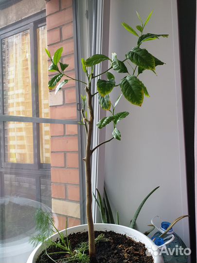 Лимонное дерево