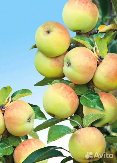 Саженцы яблони