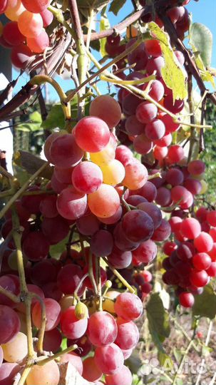 Саженцы винограда на Ваш вкус