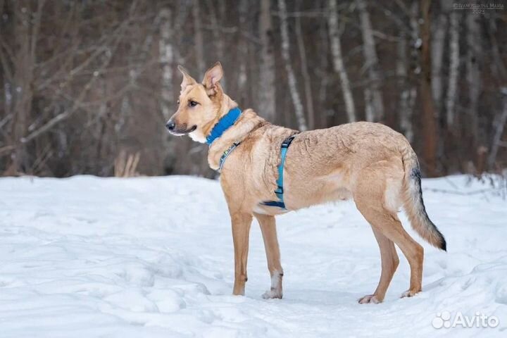 Собака из приюта Лавр в добрые руки